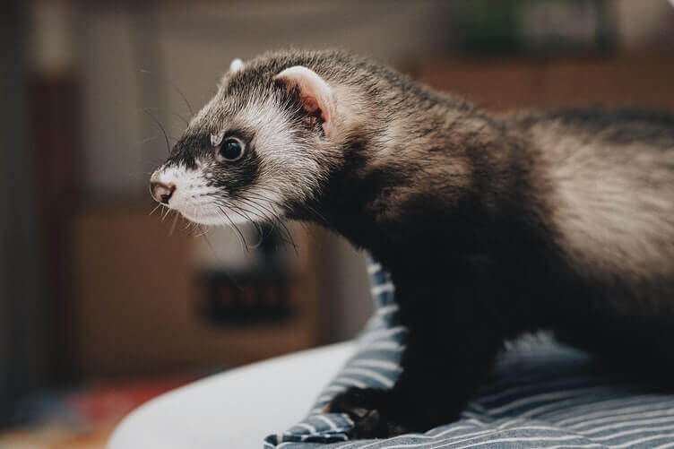 Best Ferret Cage In 2021: Full Buying Guide By Ferret Owner