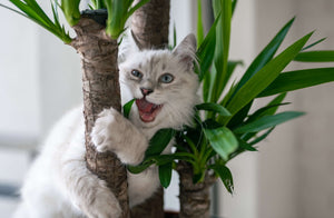 Guide and Comparison: How Do I Find a Perfect Cat Tree?