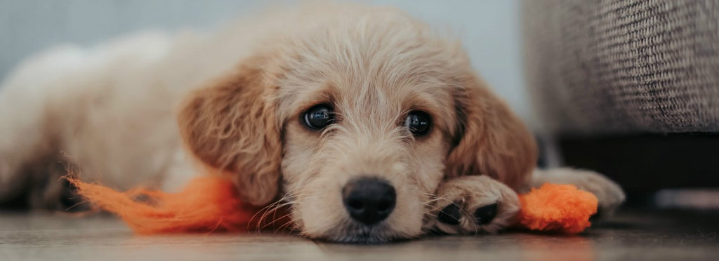 How to Take Care of a Puppy: A New Owner's Guide